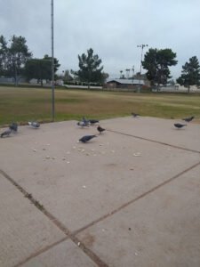 Soccer Field image 1
