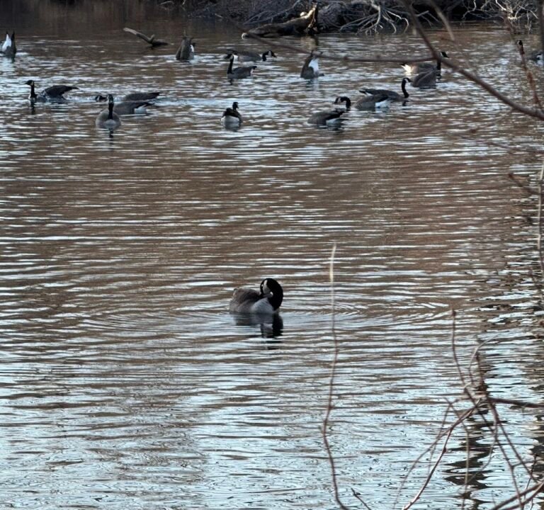 Soccer Field image 3