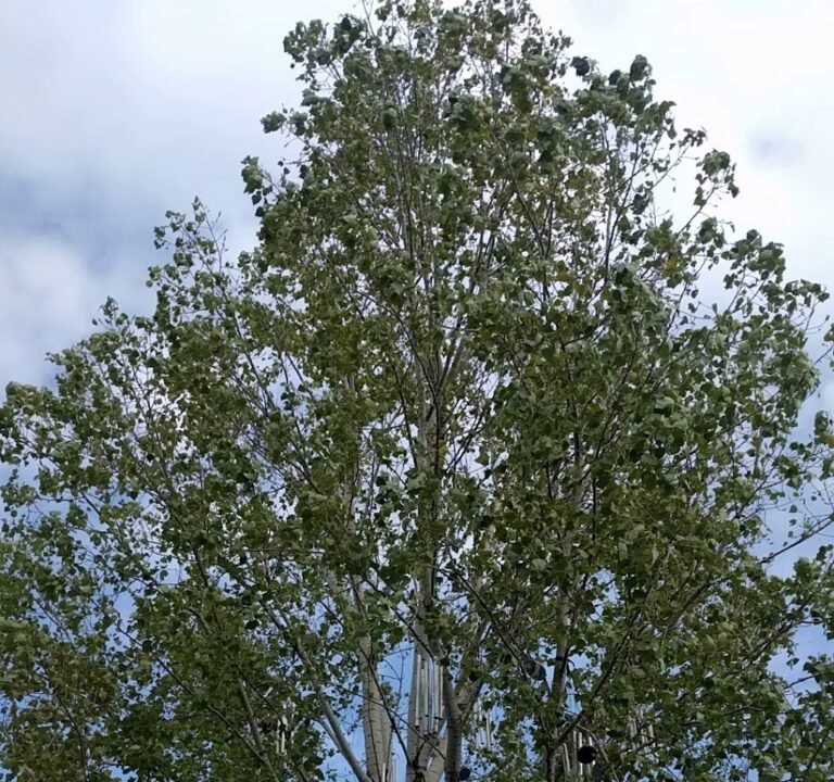 Soccer Field image 4