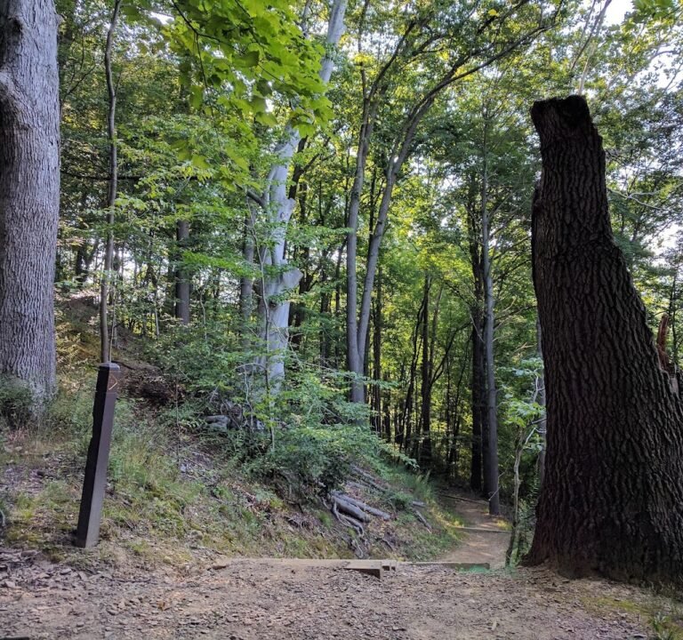 Soccer Field image 2