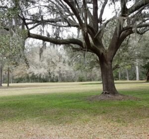 Soccer Field image 4