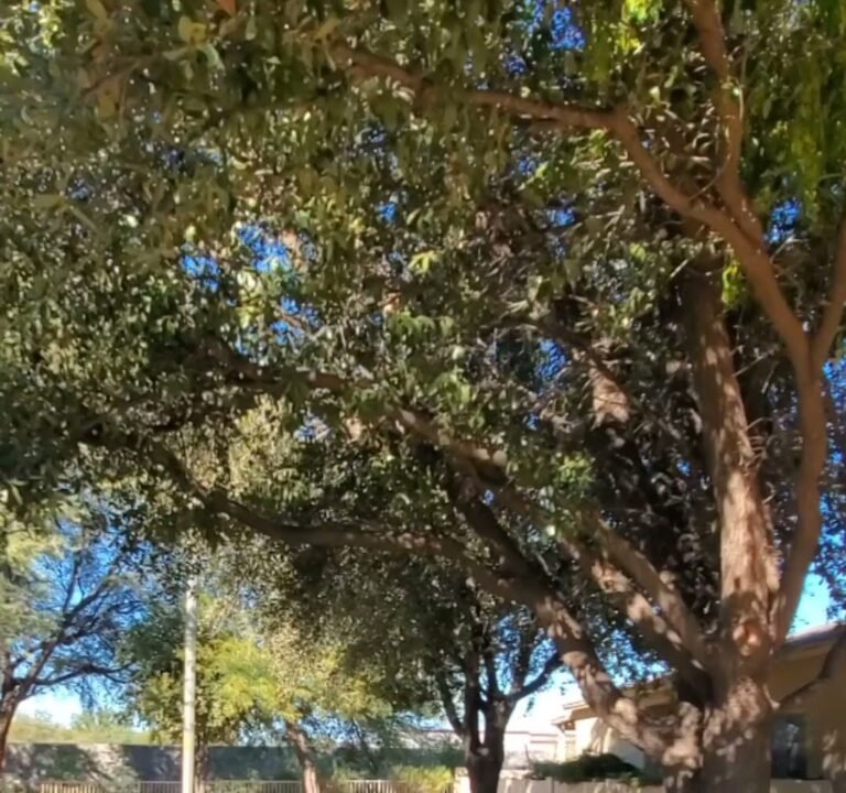 Soccer Field image 4