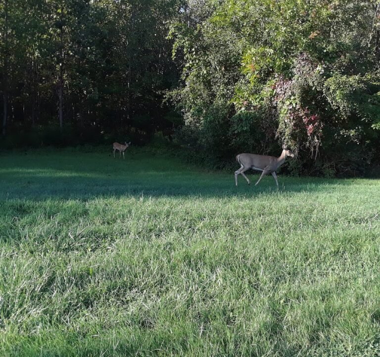Soccer Field image 2