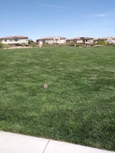 Soccer Field image 1