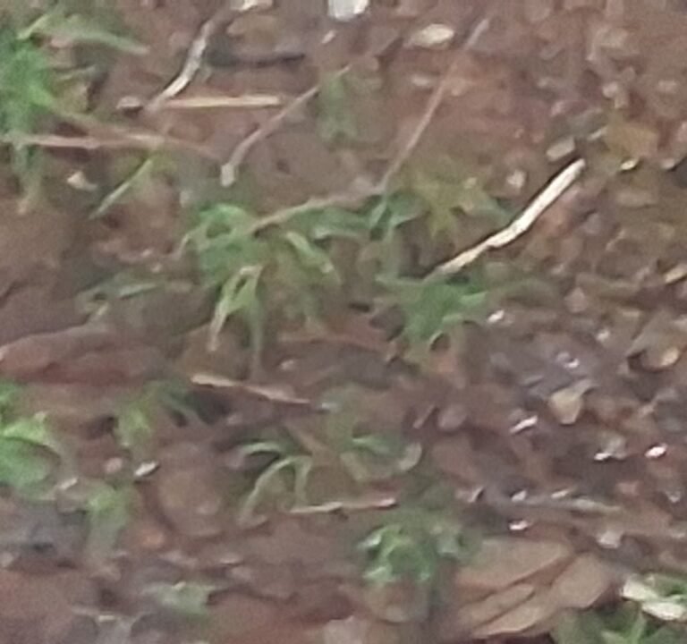 Soccer Field image 3