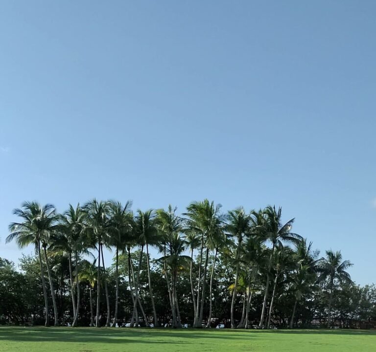 Soccer Field image 4