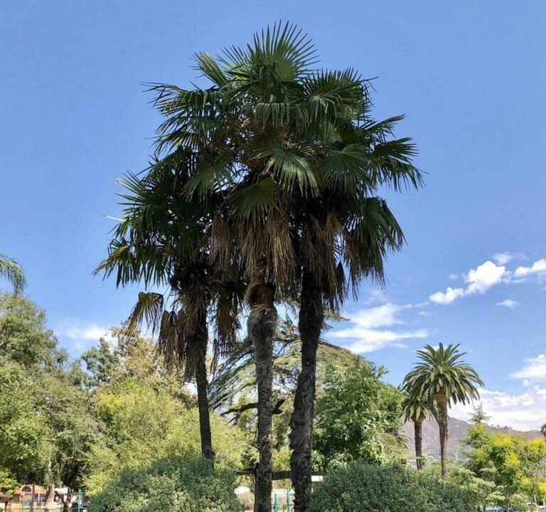 Soccer Field image 2