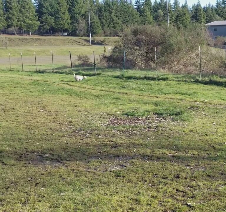 Soccer Field image 4