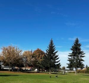 Soccer Field image 2