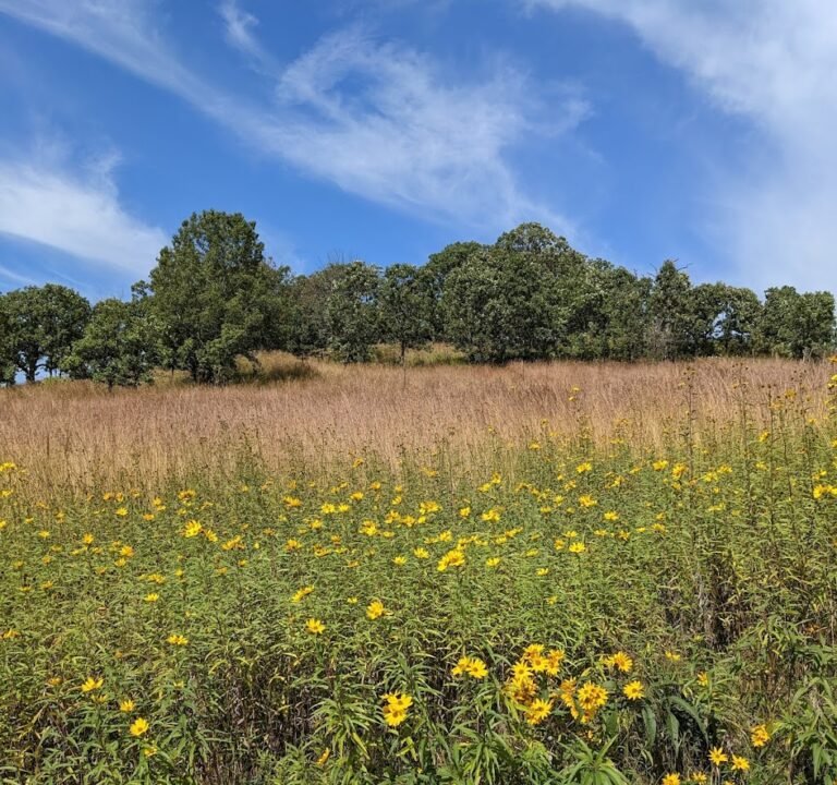 Soccer Field image 2