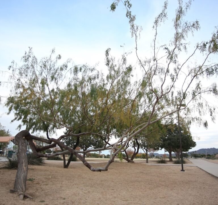 Soccer Field image 2