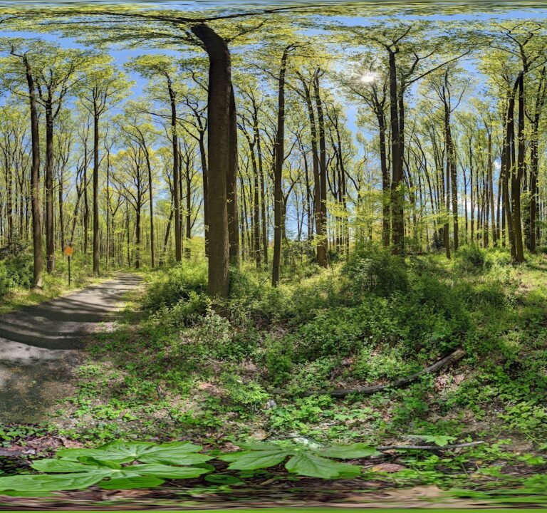 Soccer Field image 3