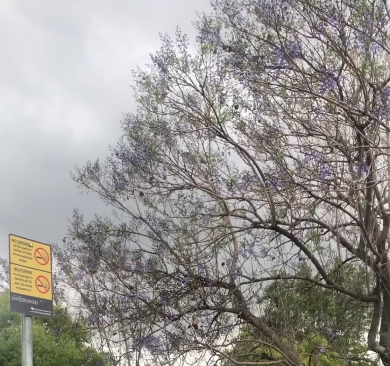 Soccer Field image 4