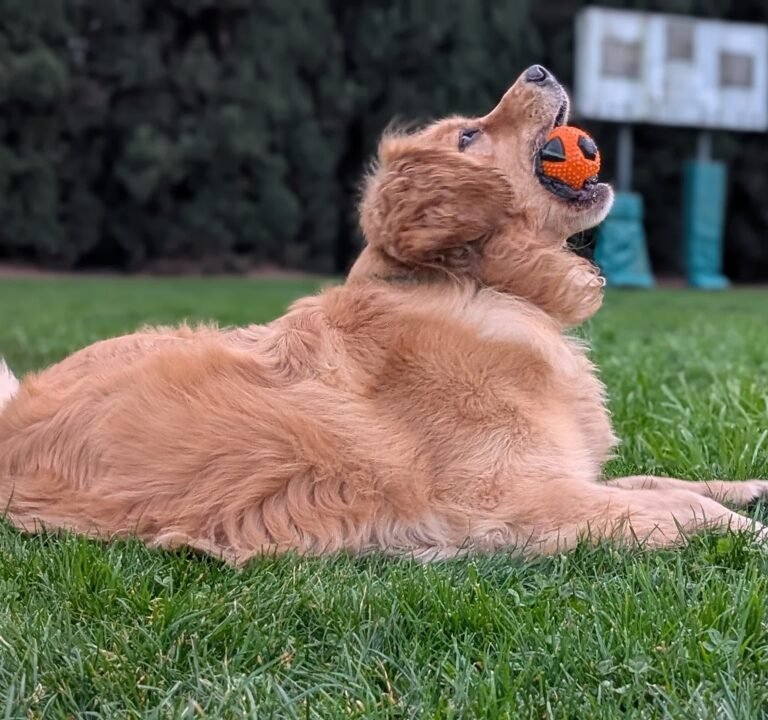 Soccer Field image 3