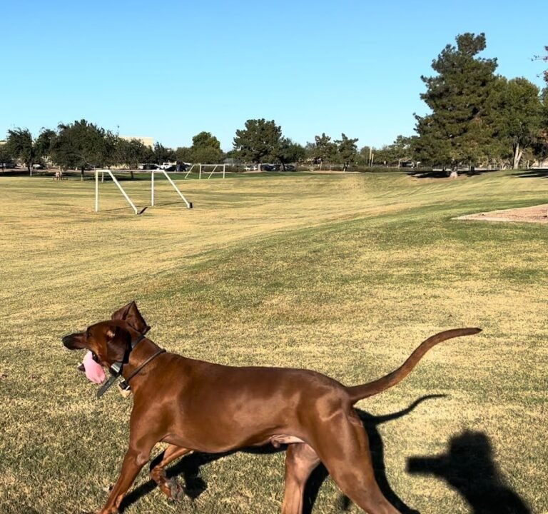 Soccer Field image 3