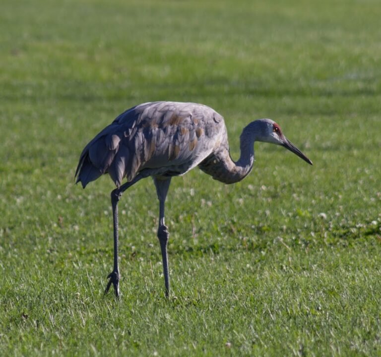 Soccer Field image 2