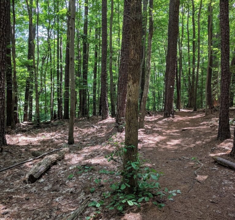 Soccer Field image 2