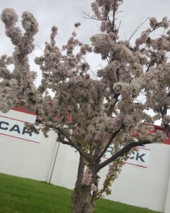 Soccer Field image 1