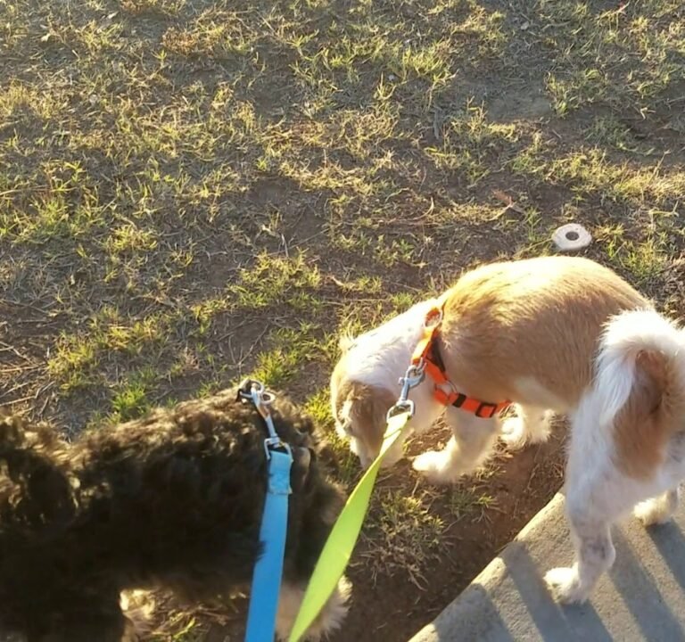 Soccer Field image 4