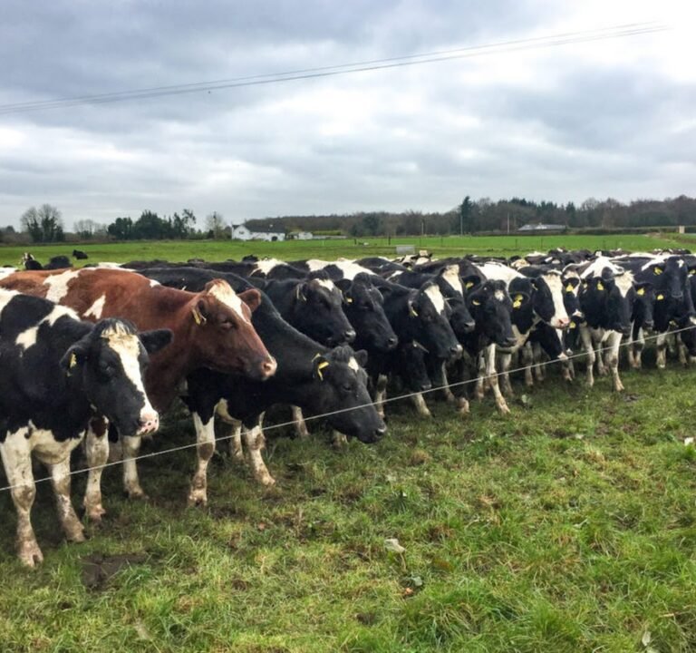 Soccer Field image 2