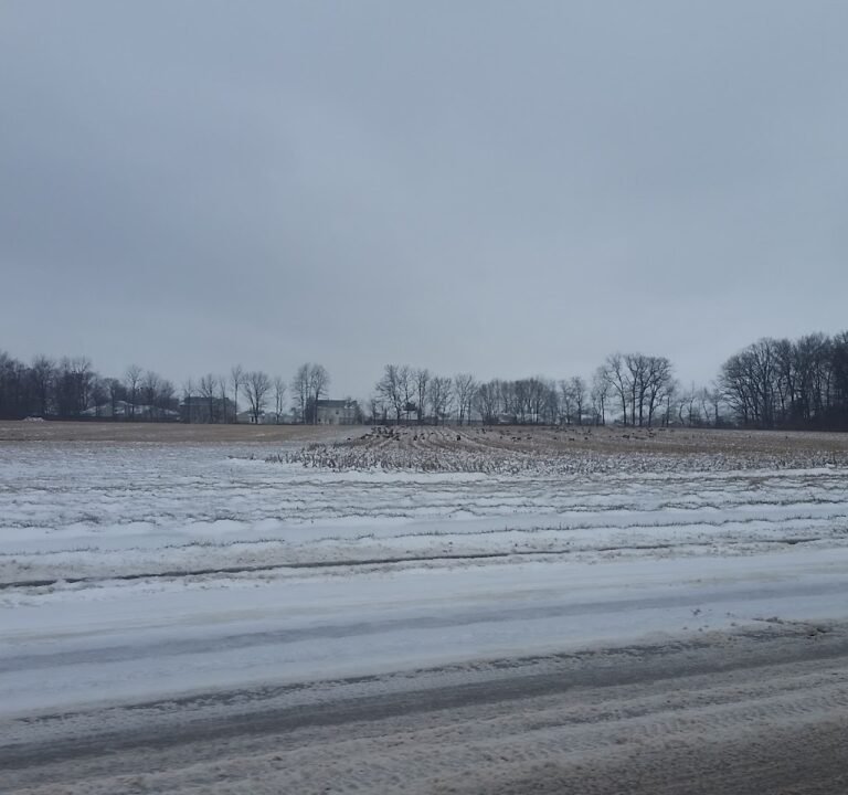 Soccer Field image 2