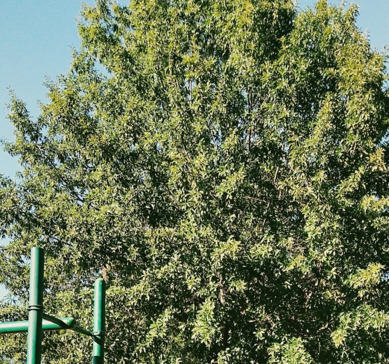 Soccer Field image 2