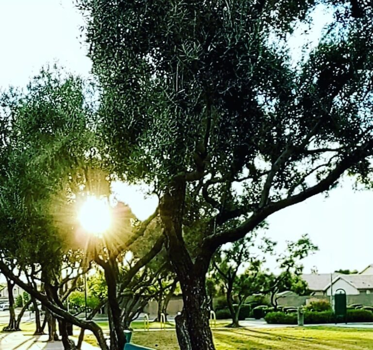 Soccer Field image 2