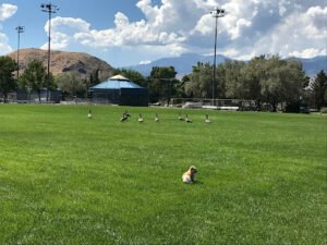 Soccer Field image 1