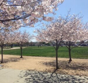 Soccer Field image 2