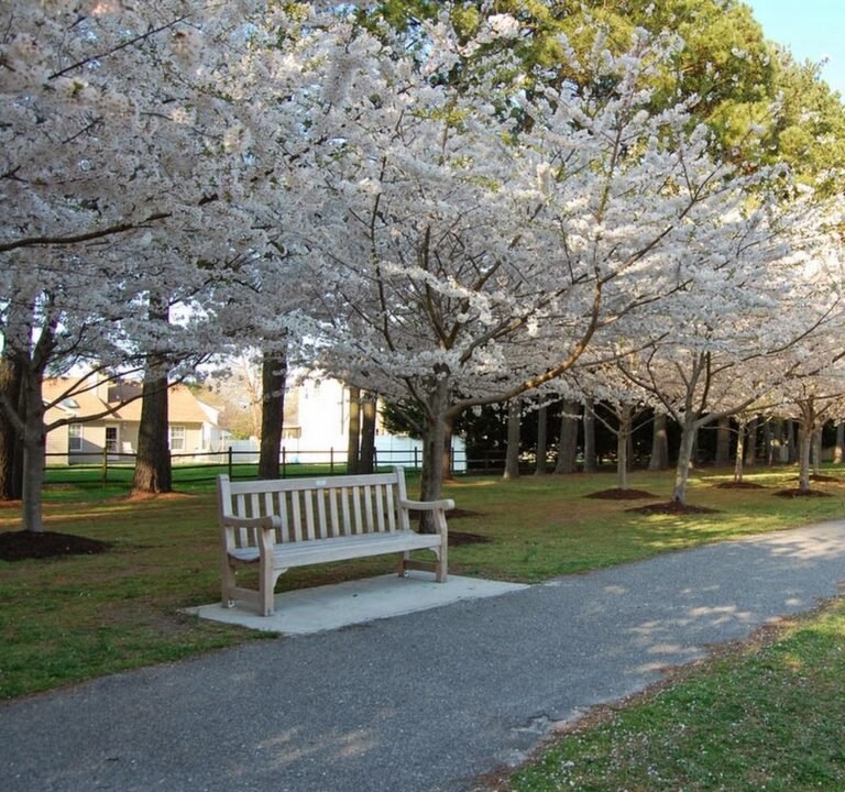 Soccer Field image 2