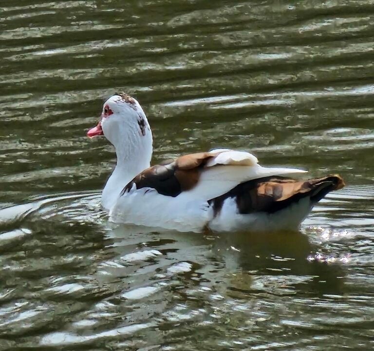 Soccer Field image 3