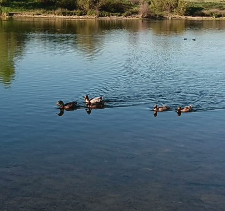 Soccer Field image 3