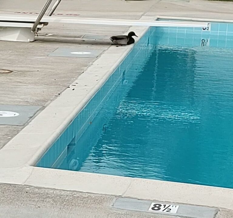 Soccer Field image 3