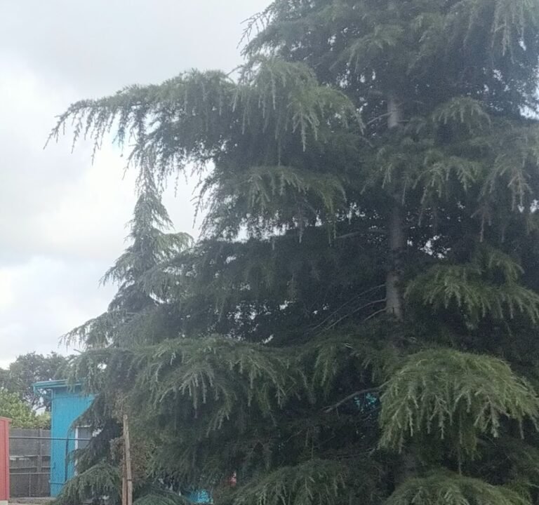 Soccer Field image 4