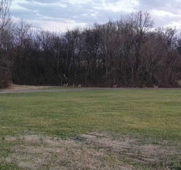 Soccer Field image 3
