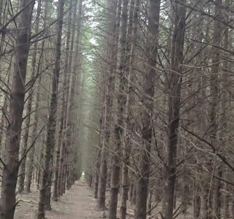 Soccer Field image 3