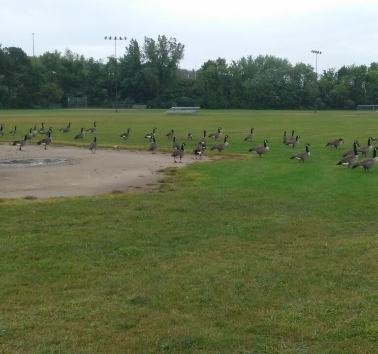 Soccer Field image 2