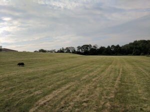 Soccer Field image 1