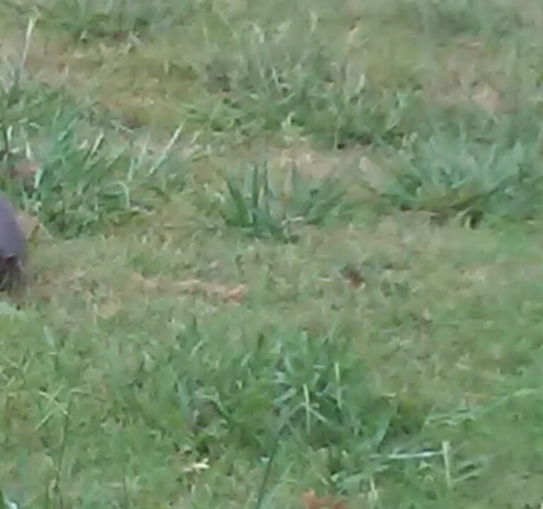 Soccer Field image 2