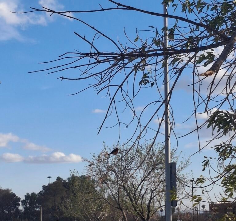 Soccer Field image 3