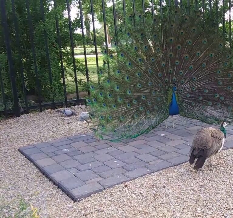 Soccer Field image 4