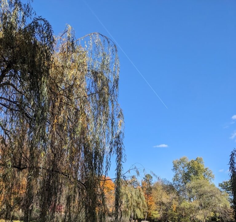 Soccer Field image 2