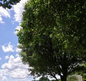 Soccer Field image 2