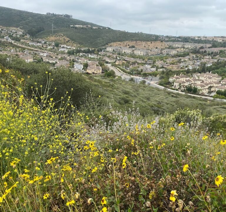 Soccer Field image 2