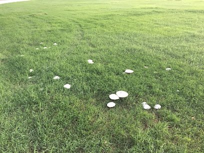 Soccer Field image 1