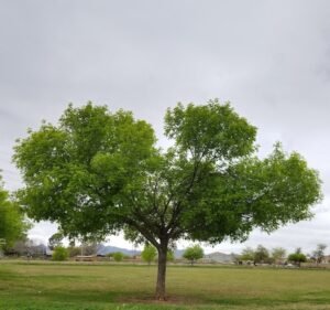 Soccer Field image 2
