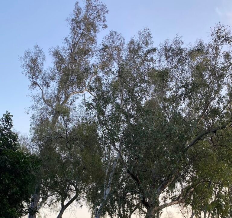 Soccer Field image 2