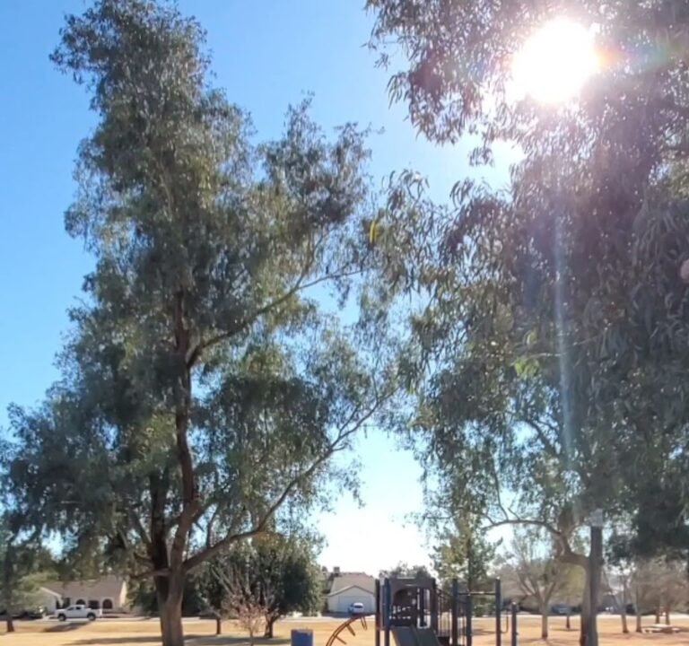 Soccer Field image 4