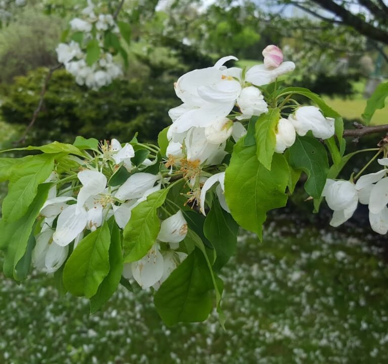 Soccer Field image 2