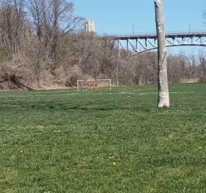 Soccer Field image 4